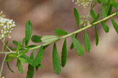 Ozothamnus