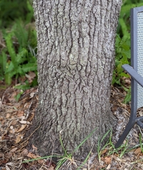 Quercus incana