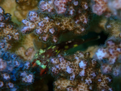 Sebastapistes cyanostigma