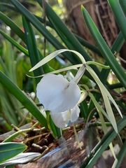 Brassavola