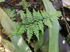 Pityrogramma calomelanos