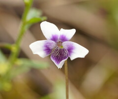 Viola hederacea