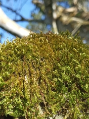 Homalothecium nuttallii