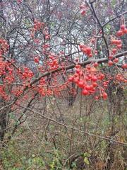 Aronia arbutifolia