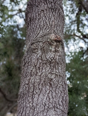 Quercus incana