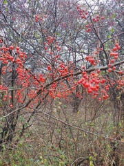 Aronia arbutifolia