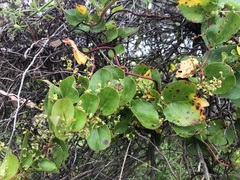 Muehlenbeckia adpressa