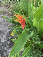 Heliconia psittacorum