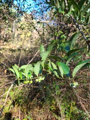 Smilax smallii