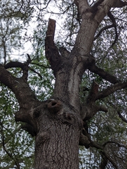 Quercus incana