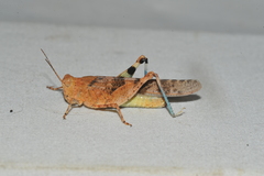 Sphingonotus haitensis