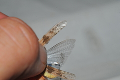 Sphingonotus haitensis