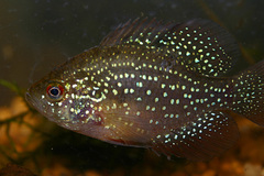 Enneacanthus gloriosus