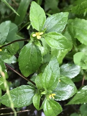 Synedrella nodiflora