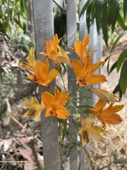 Alstroemeria ligtu simsii