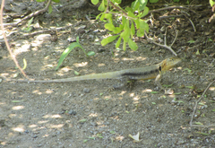Sceloporus grandaevus