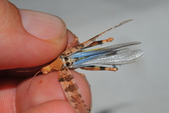 Sphingonotus haitensis