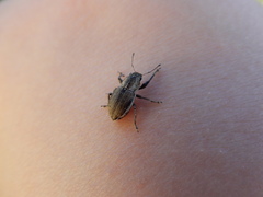 Naupactus
