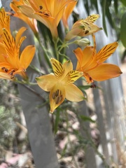 Alstroemeria ligtu simsii