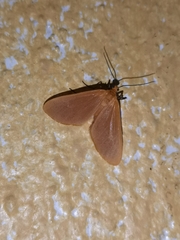 Eubaphe