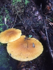 Heimiomyces velutipes