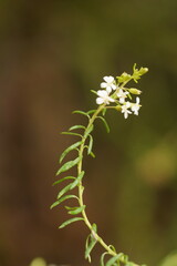 Olearia ramulosa
