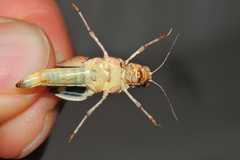 Sphingonotus haitensis