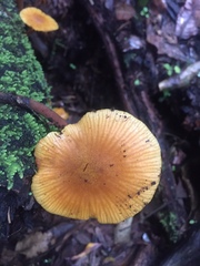 Heimiomyces velutipes