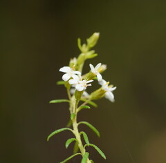 Olearia ramulosa