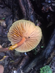 Heimiomyces velutipes