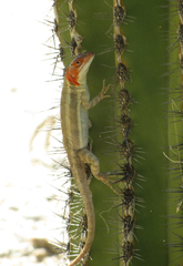 Sceloporus grandaevus