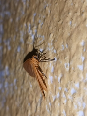 Eubaphe