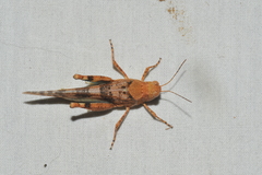 Sphingonotus haitensis
