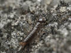 Euborellia annulipes