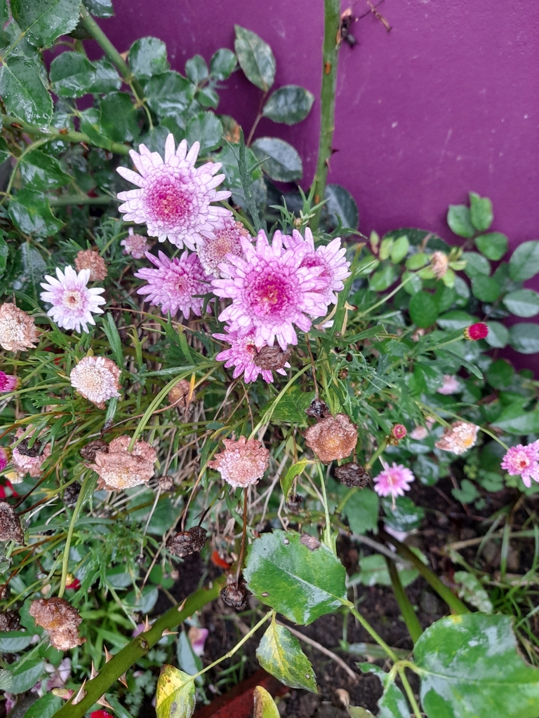 Chrysanthemum × morifolium