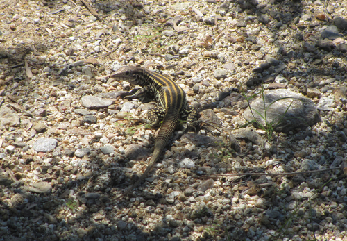 Cerralvo Island Whiptail