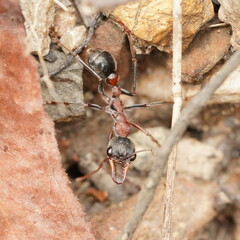 Myrmecia pulchra