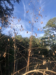 Sesbania vesicaria