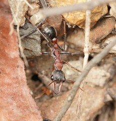Myrmecia pulchra