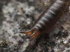 Euborellia annulipes