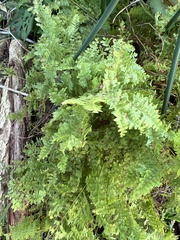 Nephrolepis exaltata