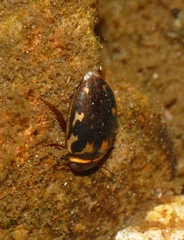 Platambus maculatus