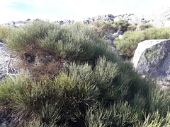 Cytisus oromediterraneus