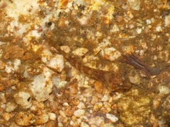 Cottus