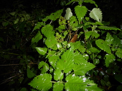 Urtica dioica