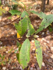 Rhododendron canescens