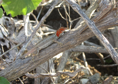 Sceloporus grandaevus