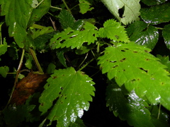 Urtica dioica