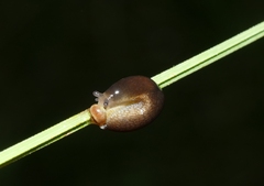 Limacoidea