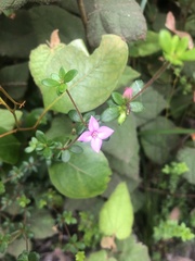 Boronia edwardsii